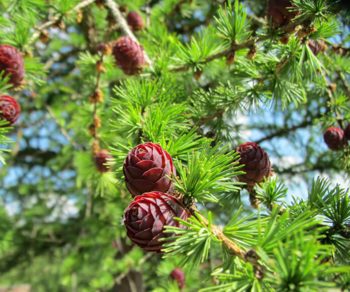 Rastlina Larix decidua